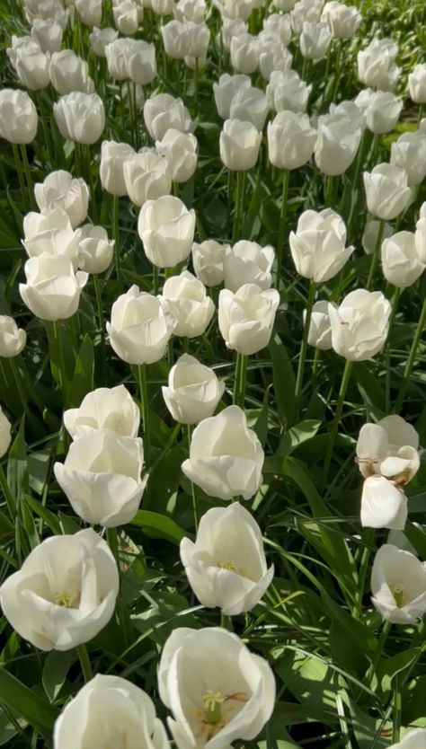 tulip field aeshtetic spring flowers White Tulips Field, Amsterdam Tulip Fields, Tulips Field, Amsterdam Tulips, Tulip Field, Tulip Fields, White Tulips, Spring Flowers, Tulips