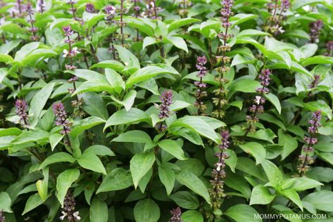 Tiger And Flower Tattoo, Holy Basil Benefits, Plants Care Tips, Holy Basil Tea, Ocimum Tenuiflorum, Basil Tea, Tulsi Tea, Tulsi Plant, Medicinal Herbs Garden