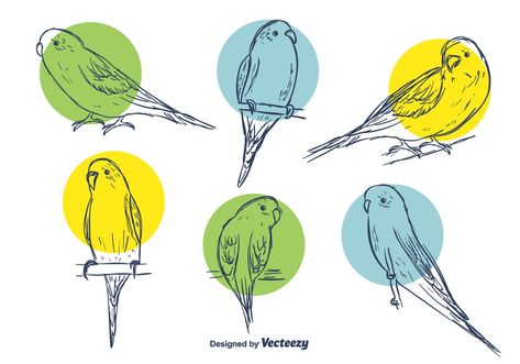 Budgie Vector Set Budgie Tattoo, Budgie Illustration, Illustration Prompts, Rocket Art, Big Cats Art, Parakeets, Bird Artwork, Cats Art, Birds Tattoo