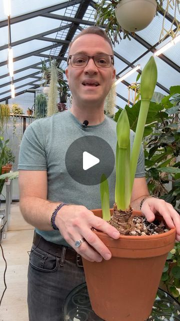 Raffaele Di Lallo on Instagram: "What to do with amaryllis after it is done blooming. #amaryllis #hippeastrum #flowerbulb #houseplantaddict s" Planting Amaryllis Bulbs, Amaryllis Care After Bloom, Amaryllis Aesthetic, Amaryllis Arrangement Christmas, Hippeastrum Flowers, Potted Amaryllis, Amaryllis Centerpiece, Amaryllis Arrangement, Amaryllis Care