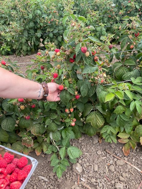 #rasberry #rasberrypicking #pickingberries #gardening #aesthetic #instagram #instagraminspo #instagramideas #photoshoot #photoshootideas #vacation #vacationideas Rasberries Aesthetic, Raspberry Field, Raspberry Picking, Oregon Summer, Gardening Aesthetic, Sunshine Girl, Berry Picking, Garden Aesthetic, Fruit Garden