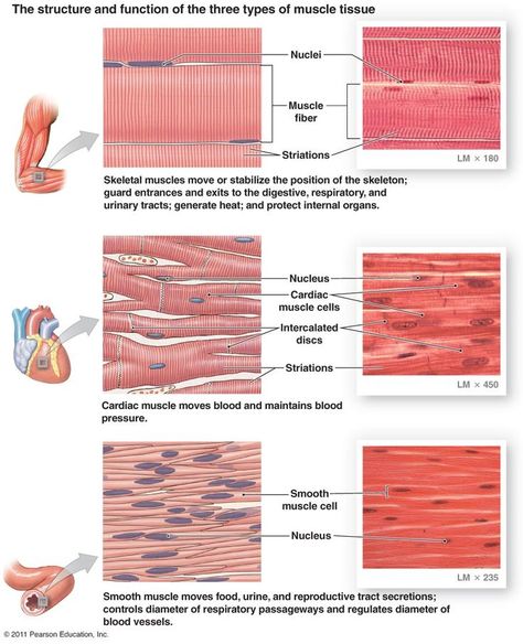 MUSCLE TISSUE: Muscle tissue is important for movement and is highly vascular to meet its energy demands. They are highly excitable cells specialized for contraction. There are three types of muscle tissue: skeletal, smooth and, cardiac. Refer to individual pictures for detailed descriptions. Muscle Tissue Anatomy, Muscle Tissue Drawing, Types Of Muscle Tissue, Tissue Drawing, Fitness Components, Cardiac Muscle Cell, Tissue Biology, Smooth Muscle Tissue, Muscle Diagram