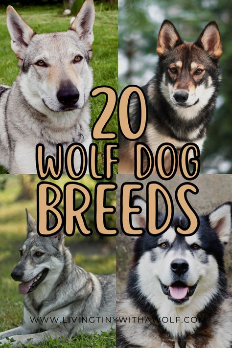 Wolf Breed Dogs, Wolf Like Dogs, Low Content Wolfdog, Dogs That Look Like Wolves, Dalmatian Mix Breeds, Czech Wolfdog, Wolf Breeds, Wolf Dog Hybrid, Saarloos Wolfdog