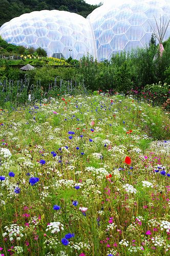 Grimshaw Architects, St Austell Cornwall, Flower Meadows, Green Arch, Solar Punk, The Eden Project, Science Park, Wild Flower Meadow, Eden Project