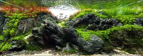 Indoor Pond, Aquatic Garden, Fresh Water Fish Tank, Aquarium Landscape, Nature Aquarium, Aquascape Aquarium, Brazilian Style, Aquarium Design, Sao Paulo Brazil