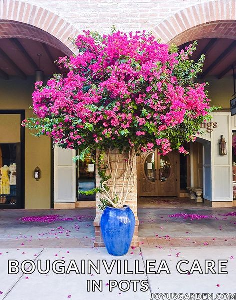 Bougainvillea In Pots, Bougainvillea Trellis, Bougainvillea Care, Bougainvillea Tree, Potted Plants Outdoor, Hanging Garden, Bougainvillea, Tropical Garden, Plant Wall