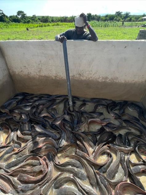 We produce catfish under natural and hygienic conditions. The climate and weather conditions coupled with our serene location and expertise produces catfish healthy for everyday life Catfish Farming, Climate And Weather, Fish Farm, Muddy Boots, Sustainable Environment, Fish Farming, Fresh Fish, Fish Pond, Catfish