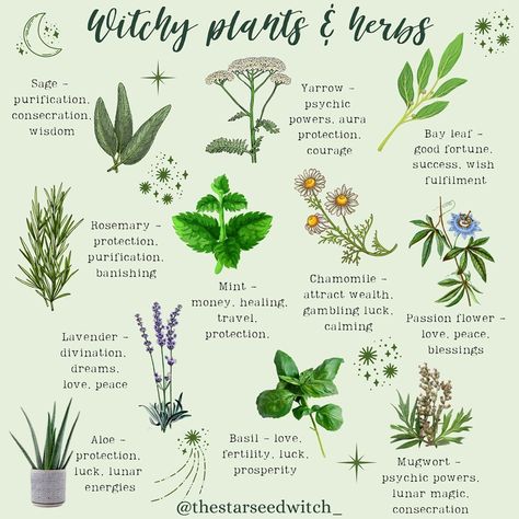 Witchcraft Herbs Meanings List, Different Herbs And Their Uses Witchcraft, Plants Healing, Witch Plants Indoor, Witch Craft Herbs, Apothecary Plants, Herbs And Meanings, Wicca Herbs And Uses, Protection Plants