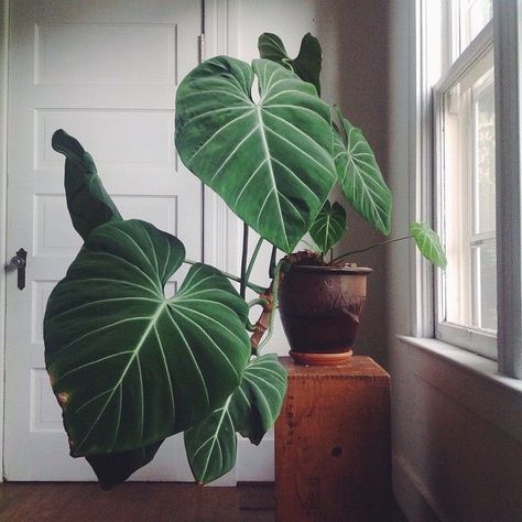 love the big velvety leaves Plant Goals, نباتات منزلية, Growing Plants Indoors, Interior Plants, Pretty Plants, Growing Indoors, Exotic Plants, Balcony Garden, Urban Garden