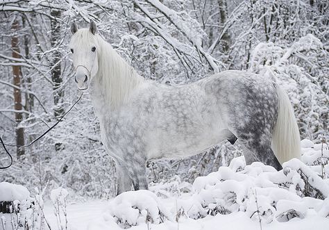 Hidden in the snow. (Photo by mari-mi) Dapple Grey Horses, Horses In Snow, Grey Horse, Majestic Horse, All The Pretty Horses, Horse Crazy, White Horses, Appaloosa, Pretty Horses