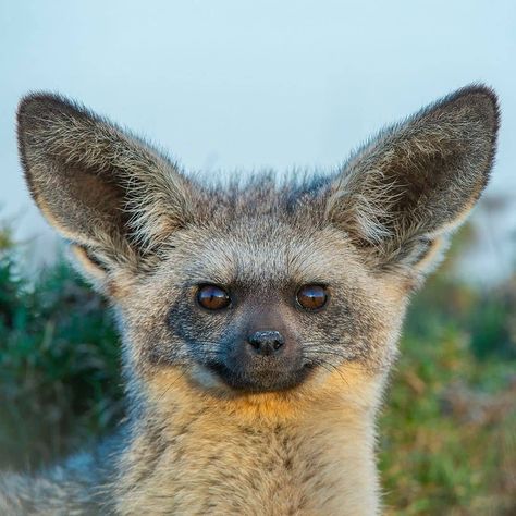 This is a Bat-eared fox photographed in Serengeti, Tanzania. Its large ears are for thermoregulation and for detecting termites which make… Bat Eared Fox, Fox Pups, Wild Animals Photography, Photography Wildlife, Animals Photography, African Wildlife, Wildlife Nature, Animal Hospital, Cat Care