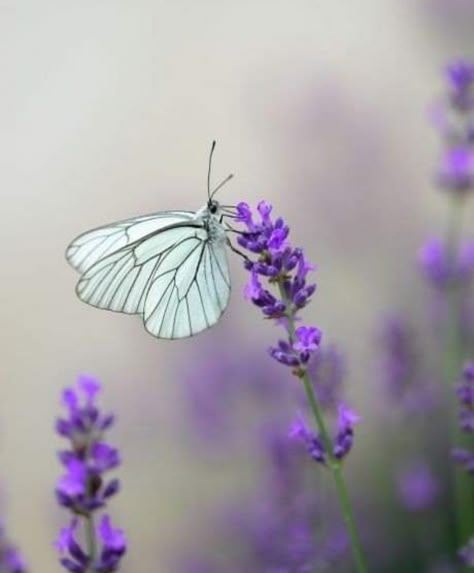 Baby Barn Owl, Borboleta Tattoo, Macro Photography Nature, Beautiful Butterfly Pictures, Purple Flowers Wallpaper, Insect Photography, 강아지 그림, Butterfly Pictures, Bugs And Insects