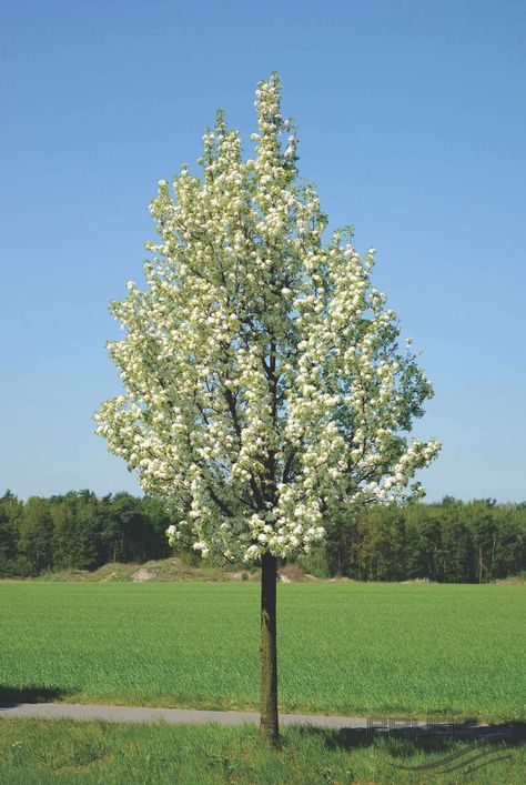 Pyrus Calleryana Chanticleer, Pyrus Chanticleer, Pyrus Calleryana, Street Trees, Plant Seedlings, Silver Leaves, Zone 5, Pear Tree, Potted Trees