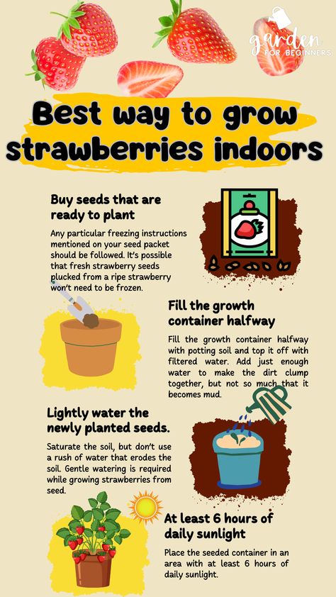 Strawberries are one of the simplest fruits to cultivate indoors. Cultivating them indoors lets you control variables like light and temperature, as well as keep out annoying outdoor creatures who are only interested in stealing your strawberry shortcake. Continue reading to learn how to grow strawberries indoors. Grow Strawberries Indoors, Grow Fruit Indoors, Growing Strawberries Indoors, Strawberry Seedlings, How To Grow Strawberries, Garden For Beginners, Strawberry Varieties, Grow Strawberries, Strawberry Seed