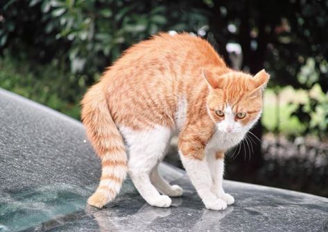 Why Do Cats Arch Their Backs? This arched-back posture is a sign of a scared cat. When a cat feels threatened he instinctively arches his back. This causes the cat to appear bigger - an illusion thats enhanced even further by the raised hair. A potential attacker will hopefully be deterred by the larger-looking cat and go away.  Cats may also do this in play so be sure to note your cats overall mood and the context of the back arch. If theres a strange cat outside the window its probably a fearf Breaded Pickles, Angry Pose, Cat Communication, Cat References, Cat Language, Cat Body, Scared Cat, Munchkin Cat, Angry Cat