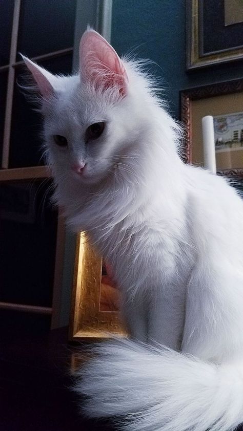 My Persian White cat, she has short tail, small forward tilting ears، small legs, and round eyes. Long Hair White Cat, White Angora Cat, Turkish Angora Cat Aesthetic, White Siberian Cat, White Cat Photography, All White Cat, White Turkish Angora, White Long Haired Cat, Pretty White Cat