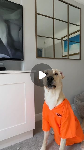 Good Boy Ollie 🐶 on Instagram: "What do you think? Guilty or Not Guilty? 🧸🧑‍⚖️🚨" Good Boy Ollie Videos, Ollie And Tato Videos, Good Boy Ollie Dog, Good Boy Ollie, Guilty Dog, Dog Rocks, My Happy Place, Funny Posts, Funny Dogs