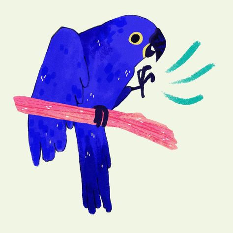 All Posts • Instagram Bird Cute Drawing, Parrots Illustration, Macaw Illustration, Bird Art Drawing, Parrot Illustration, Animal Design Illustration, Hyacinth Macaw, Birds Illustration, Animal Doodles