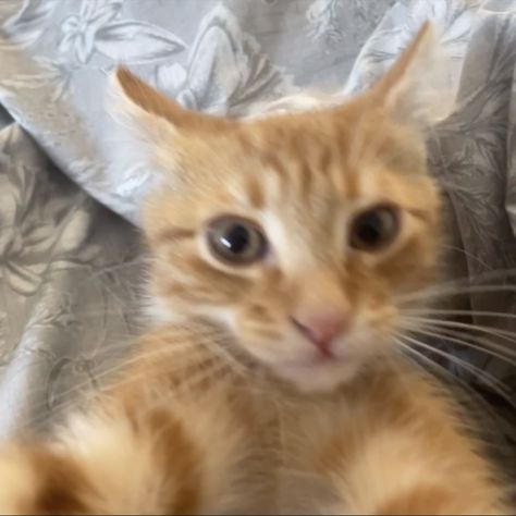 ginger 
kitten
selfie
meme
kitten meme Orange Cat Selfie, Ginger Cat Pfp, Orange Cats Funny, Orange Cat Pfp, Animal Selfie, Cats Selfie, Cat Selfies, Selfie Cat, Morning Cat