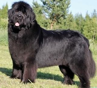 Really Big Dogs, Newfoundland Puppies, Giant Dog Breeds, Newfoundland Dogs, Nanny Dog, Giant Breeds, Huge Dogs, Terra Nova, Giant Dogs