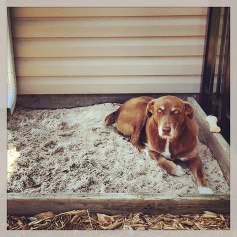 Backyard Dog Kennel, Shade For Dogs, Dog Kennel Ideas, Outdoor Dog Area, Dog Friendly Backyard, Luxury Dog Kennels, Dog Backyard, Kennel Ideas, Deck Backyard