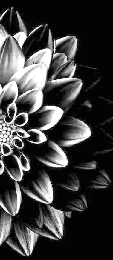 Charcoal Sketches Flower, Charcoal Sketches Easy Simple, Charcole Drawings Easy, Charcoal Art Flowers, Flower Charcoal Drawing, Black And White Pictures To Draw, Charcole Sketch Easy, Charcole Sketch, Charcoal Flower Drawing