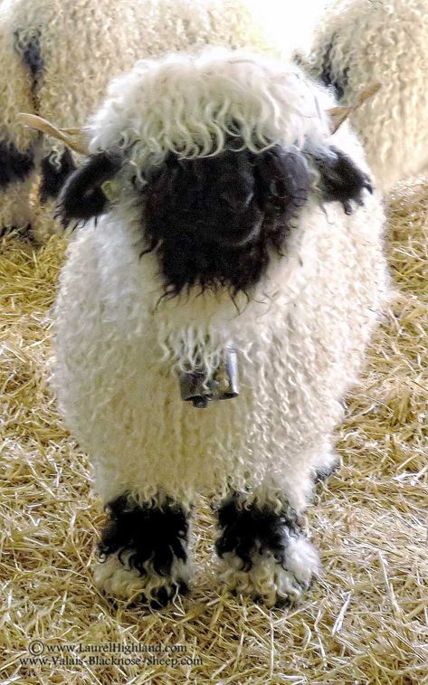 Laurel Highland Valais Blacknose Sheep ~ Home Sheep Photos, Natural Lawn, Blacknose Sheep, Valais Blacknose, Valais Blacknose Sheep, Sheep Drawing, Pet Sheep, Fluffy Sheep, Tattoo Aesthetic