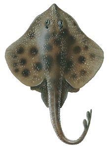 What are skates and how are they different from rays? Skate Fish, Stingray Fish, Environmental Education, Marine Animals, Ocean Animals, Long Tail, Stingray, Animal Photo, Marine Life