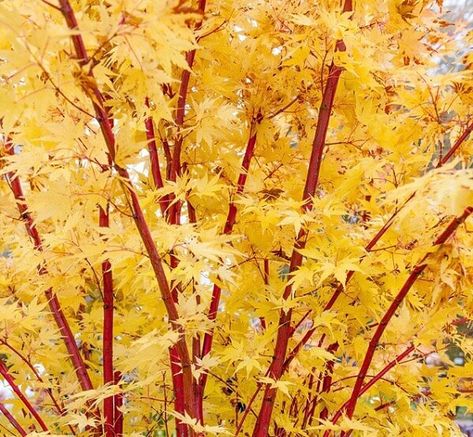 Coral Bark Maple, Maple Tree Landscape, Acer Trees, Maple Tree Seeds, Coral Bark Japanese Maple, Trees For Front Yard, Flowering Cherry Tree, Japanese Maple Tree, Acer Palmatum