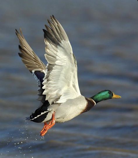 Drake, Nature, Ducks, Water, Mallard, Duck Flying, Mallard Duck, Full Frame, Stock Images