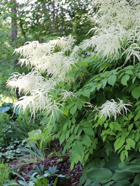 10 Easy Perennials for Shady Gardens Secret Shade Garden Ideas, Shade Garden Pathways, Shade Grasses Perennials, Simple Shade Garden, Shady Borders Uk, Pnw Shade Garden, Woodland Shade Garden Ideas, Japanese Shade Garden, Entryway Garden Front Entry