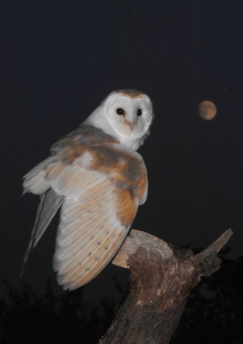 High Quality Animal Photography, Owl Reference Photo, White Owl Aesthetic, Barn Owl Aesthetic, Night Owl Aesthetic, Owls Photography, Owls Aesthetic, Animal Reference Photos, Birds Aesthetic