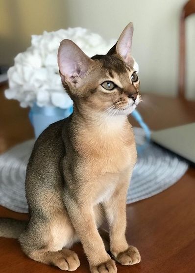 Top 60 Best Female Abyssinian Cat Names | PetPress Abysinnian Kitten, Abbysinian Cat, Cute Cats Pictures, Exotic Cat Breeds, Abyssinian Kittens, Cute Cat Names, Female Cat, Cats Pictures, Abyssinian Cat