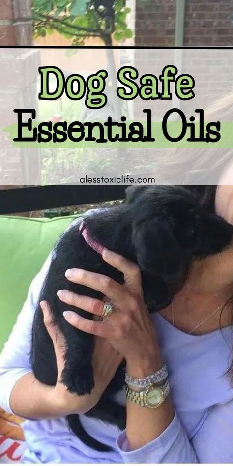 are essential oils safe for dogs? Diffuser Blends For Dogs, Dog Odor Spray, Essential Oils Safe For Dogs, Dog Safe Essential Oils, Oils To Avoid, Essential Oils For Dogs, Essential Oils For Fleas, Recipes For Dogs, Toxic To Dogs