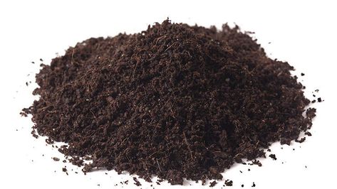 This week's GardenLine tip is on the subject of peat moss, including sphagnum peat moss, and why you should avoid it in Southeast Texas landscape beds Planting Seeds Indoors, Moss Lawn, Types Of Moss, Bucket Gardening, Moss Plant, Acid Loving Plants, Sphagnum Moss, Hanging Flower Baskets, Growing Succulents