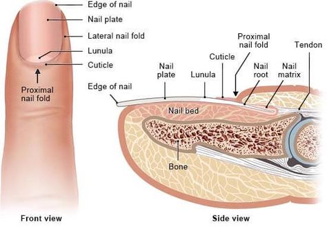 Integumentary System- definition, organs, functions, diseases Nail Disorders, Nail Tech School, Skin Anatomy, Integumentary System, Basic Anatomy And Physiology, Subcutaneous Tissue, Mammary Gland, Nursing School Studying, Sweat Gland