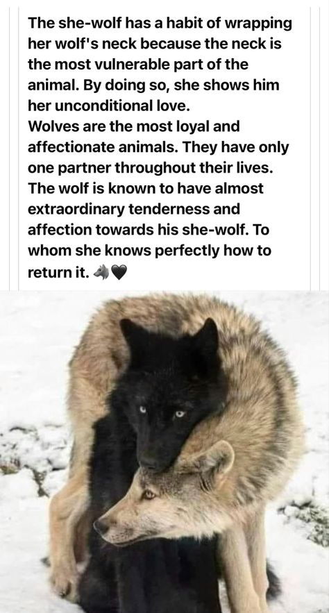 Facts About Wolves, Female Werewolf, Female Werewolves, Wolf People, Werewolf Aesthetic, Dog Quotes Love, Wolf Images, Wolf Spirit Animal, She Wolf