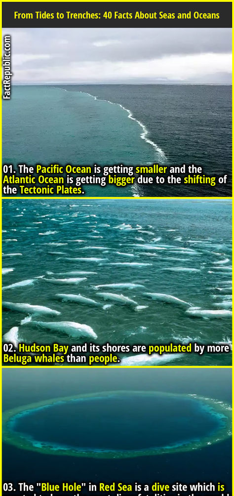 01. The Pacific Ocean is getting smaller and the Atlantic Ocean is getting bigger due to the shifting of the Tectonic Plates. Ocean Facts Interesting, Ocean Facts, Tectonic Plates, Fact Republic, Curious Facts, Trivia Facts, Blue Hole, Beluga Whale, Plate Tectonics