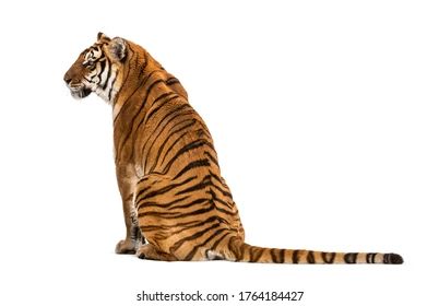 Tiger Walking, Tiger Images, Buddha Sculpture, Forest Mountain, Art Template, Cat Sitting, Long Tail, Editorial Illustration, Big Cats