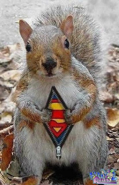 Super Squirrel he was a stowaway with superman. Protecting woodland creatures every where! Writing Pictures, Squirrel Funny, Picture Writing Prompts, Picture Prompts, Funny Animal Photos, Animal Antics, A Squirrel, 웃긴 사진, Funny Animal Pictures