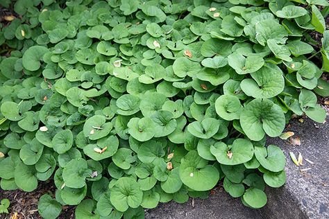 12 Native Native North American ground covers. Pictured: native ground cover wild ginger (Asarum Canadense )​ Wild Ginger Plant, Native Ground Cover, Evergreen Groundcover, Moonlight Garden, Ginger Plant, Ground Covers, Native Plant Gardening, Wild Ginger, Ground Cover Plants