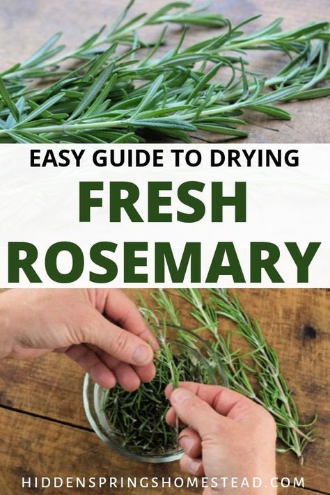 Fresh herb like Rosemary is so useful for both culinary and medicinal purposes. Learn 4 ways you can dry fresh rosemary to stock your pantry shelves. Preserving Fresh Rosemary, How To Dry Rosemary In Oven, Things To Do With Fresh Rosemary, Ways To Use Rosemary, What To Do With Rosemary Fresh Herbs, Dehydrating Rosemary, Uses For Fresh Rosemary, Rosemary Diy Ideas, Rosemary Drying