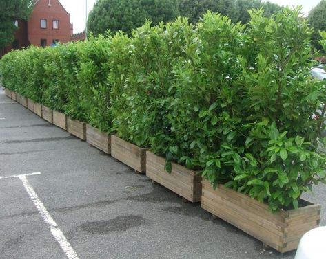 Beautiful yet functional privacy fence planter boxes ideas 13 Plant Fence Ideas, Screening Plants, Privacy Planter, Deck Privacy, Bay Laurel, Fence Planters, Screen Plants, Privacy Plants, Patio Privacy