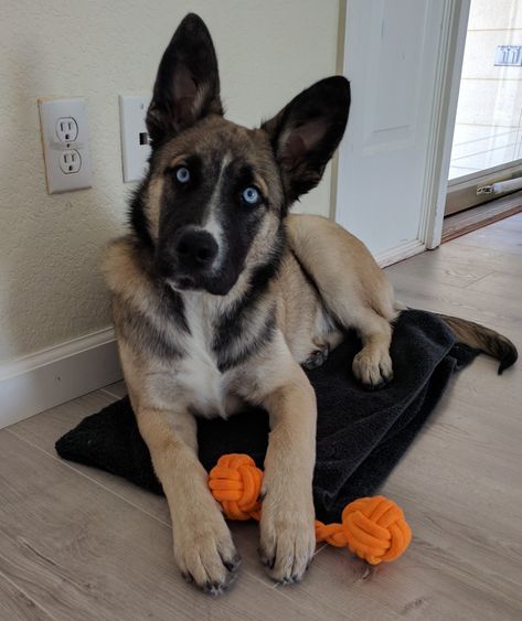 Shepsky Dog, Gerberian Shepsky Puppy, German Husky, Shepsky Puppy, Husky Shepherd, Sheperd Dogs, Gerberian Shepsky, German Shepherd Husky Mix, German Sheperd Dogs