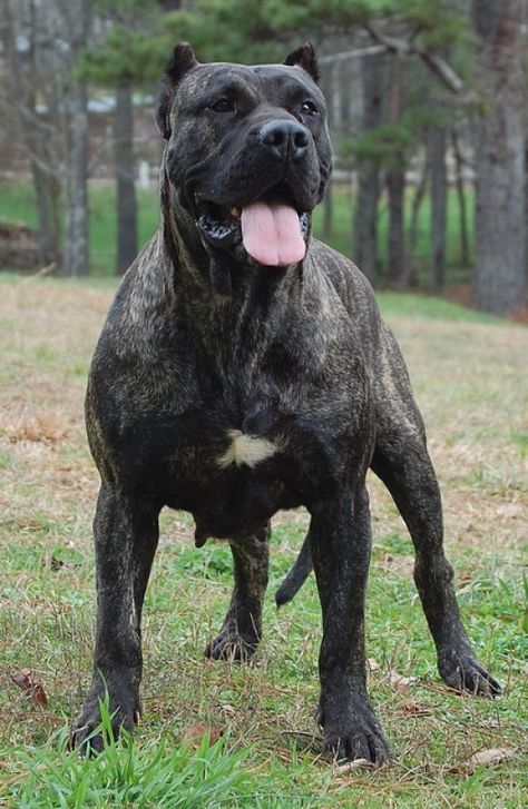 Presa Canario. Like a giant pitbull Aggressive Dog Breeds, Mastiff Dog Breeds, Guard Dog Breeds, Presa Canario, Corso Dog, Mastiff Dogs, Dog Line, Apocalypse Survival, Giant Dogs