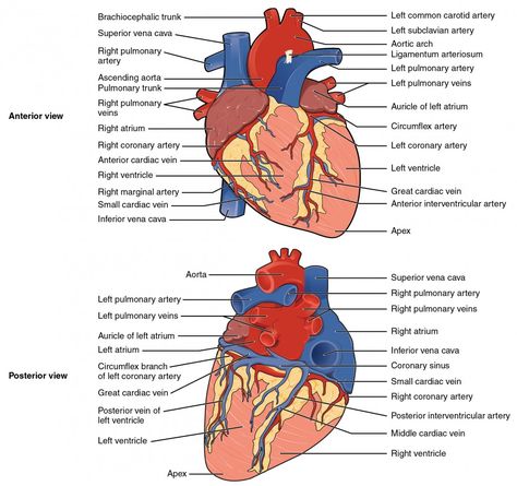 The top panel shows the anterior view of the heart and the bottom panel shows the posterior view of the human heart. In both panels, the main parts of the heart are labeled. Anatomi Dan Fisiologi, Human Heart Diagram, Human Anatomy Picture, Coronary Circulation, Cardiac Anatomy, Cardiac Surgeon, Pt School, Heart Structure, Human Heart Anatomy