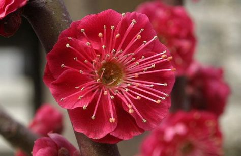 Prunus mume 'Matsubara Red' Japanese Plum Tree, Japanese Apricot, Prunus Mume, Japanese Plum, Early Spring Flowers, Apricot Blossom, Flower Blooming, Plum Tree, Spring Blossoms