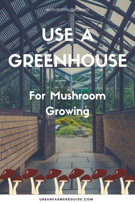 How To Use A Greenhouse For Mushroom Growing ? #GreenHouse #Mushroom #Gardening #BeginnerGuide #Tips How To Use A Greenhouse, Mushroom Growing Room, Mushroom Grow Room, Mushroom Planting At Home, Mushroom Greenhouse, Mushroom Gardening, How To Build A Mushroom Grow Room, Mushroom Farming Business, Mushroom Farming At Home