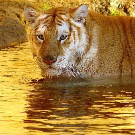 Golden Tabby Tiger, Tabby Tiger, Sher Khan, Golden Tabby, Golden Tigers, Water Photo, Golden Tiger, Lion Tiger, Majestic Animals