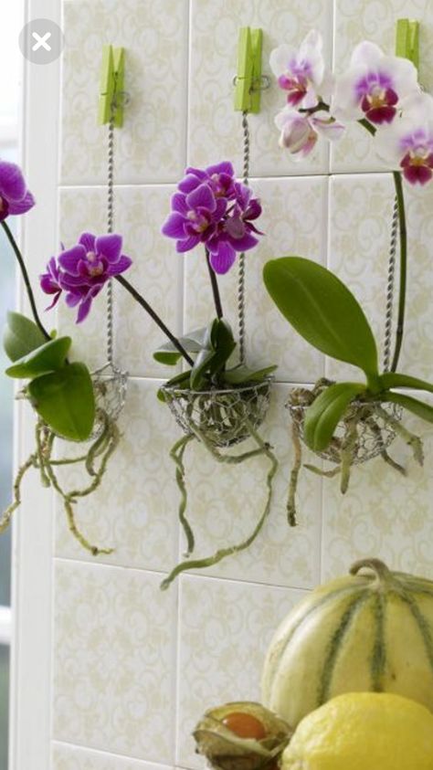 Hanging Orchid, Indoor Orchids, نباتات منزلية, Growing Orchids, Orchids Garden, Orchid Care, Beautiful Orchids, Orchid Plants, Orchid Flower